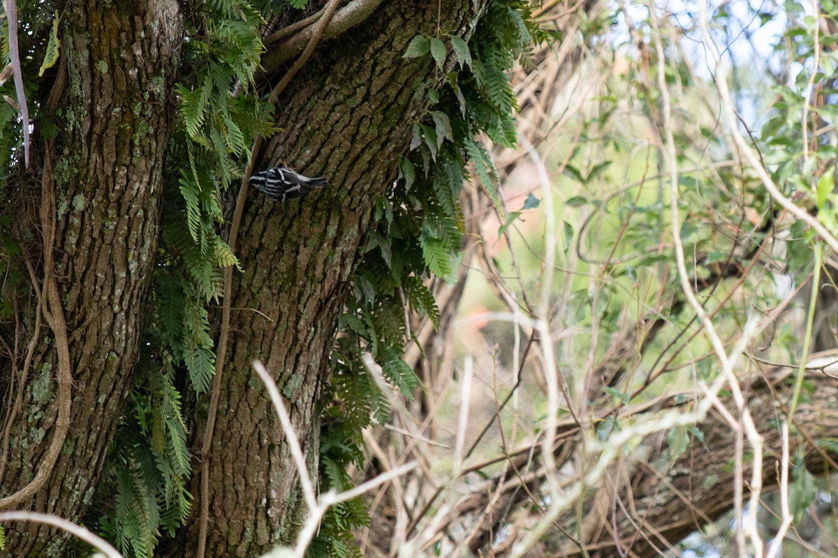 Black-and-white Warbler - ML646714209