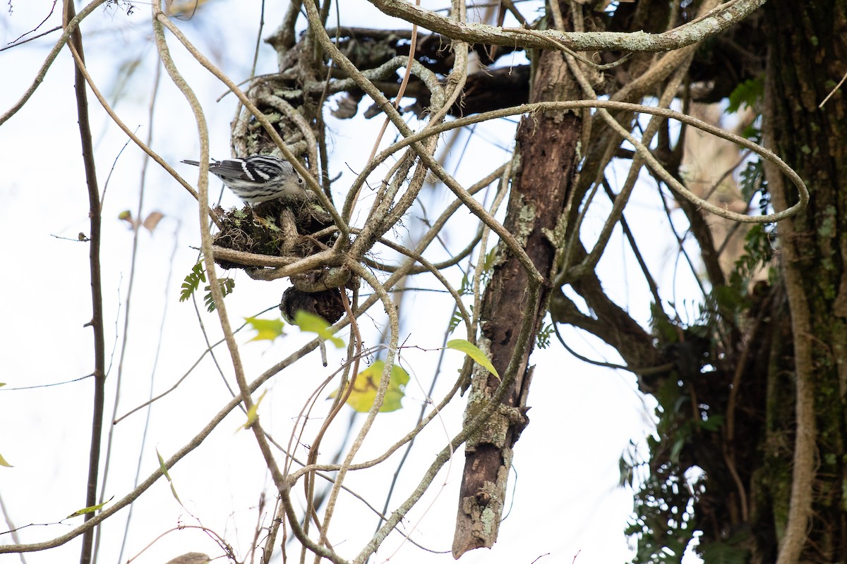 Black-and-white Warbler - ML646714210