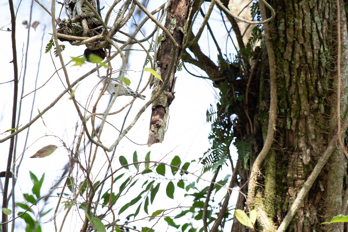 Black-and-white Warbler - ML646714211