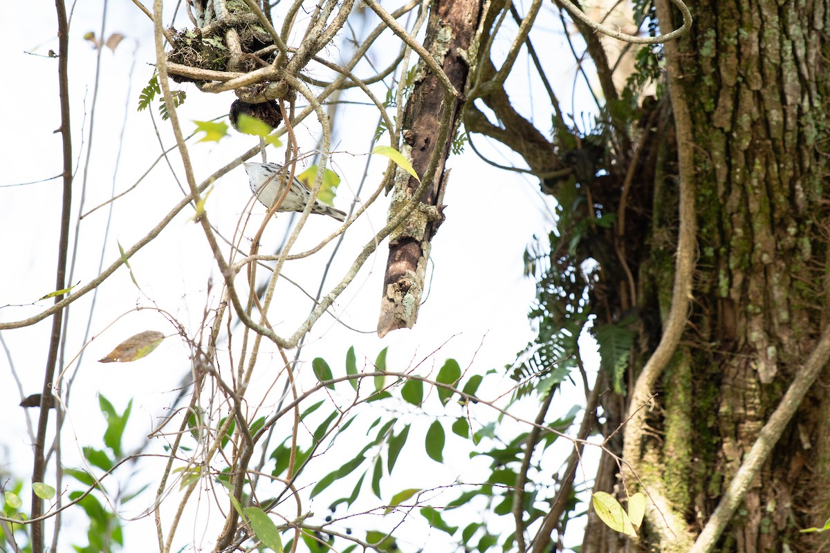 Black-and-white Warbler - ML646714212