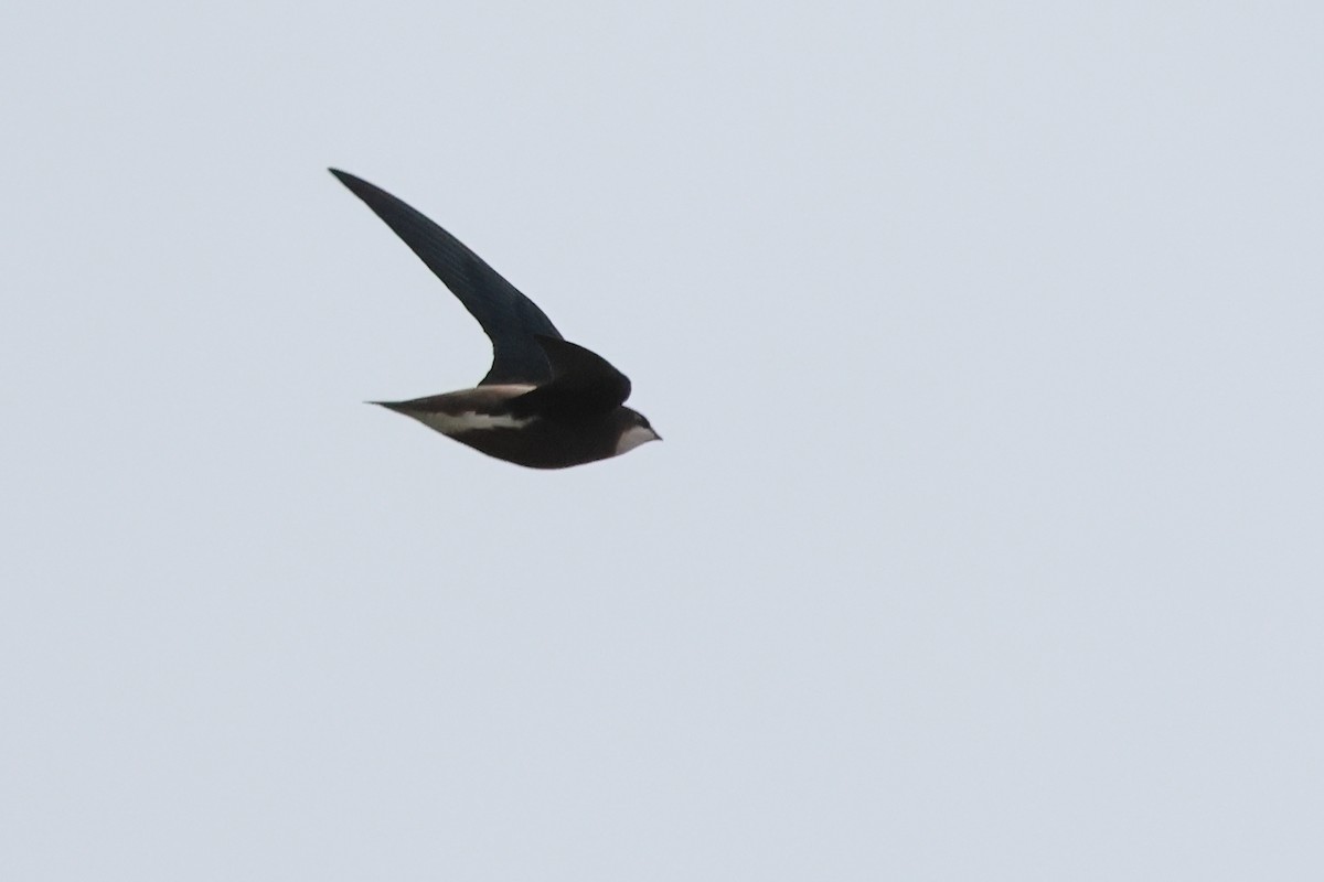 White-throated Needletail - ML646714213
