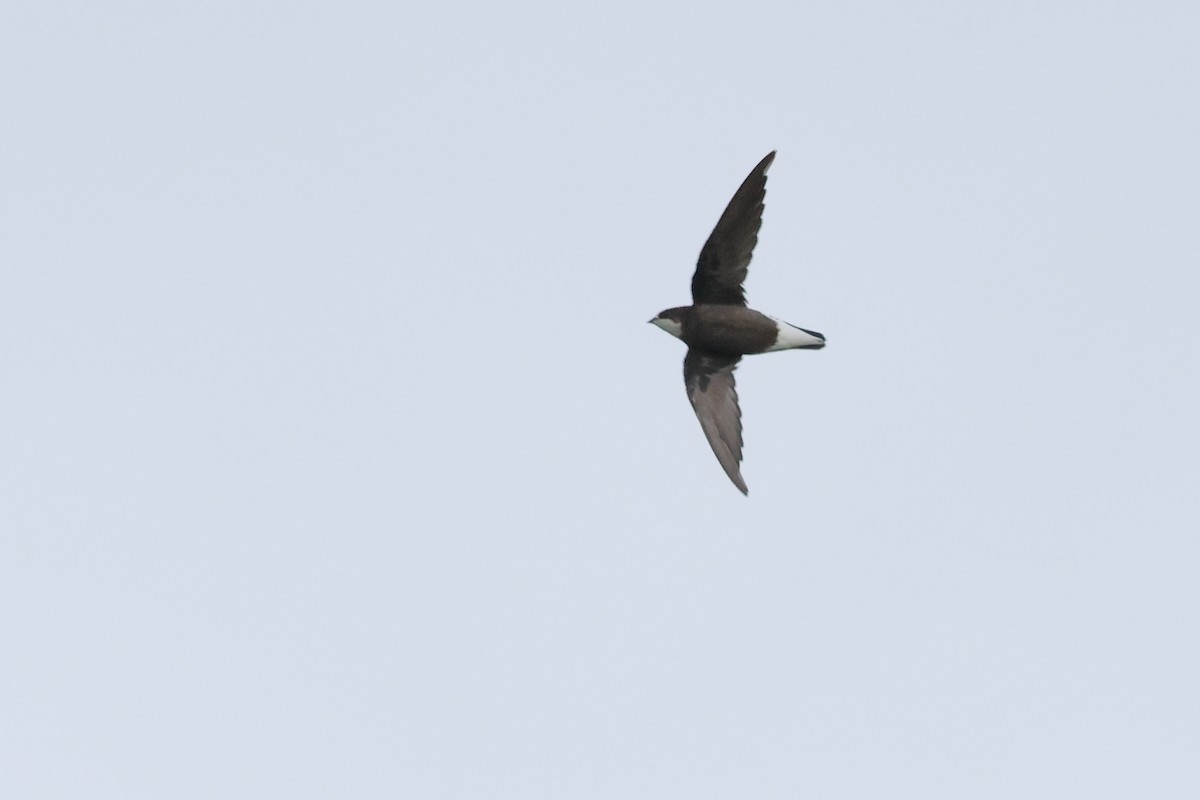 White-throated Needletail - ML646714214