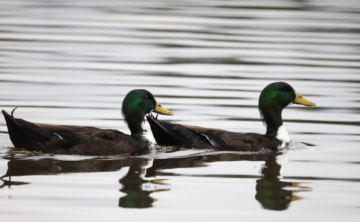 Mallard (Domestic type) - ML646714221