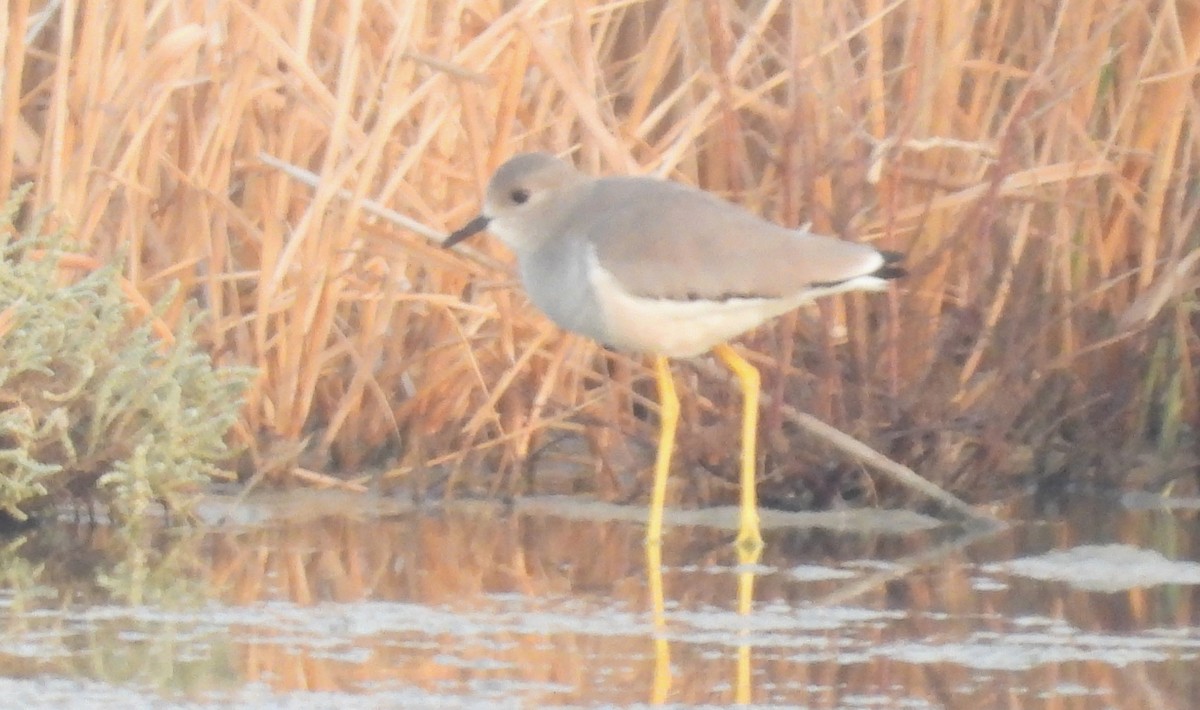 White-tailed Lapwing - ML646714225