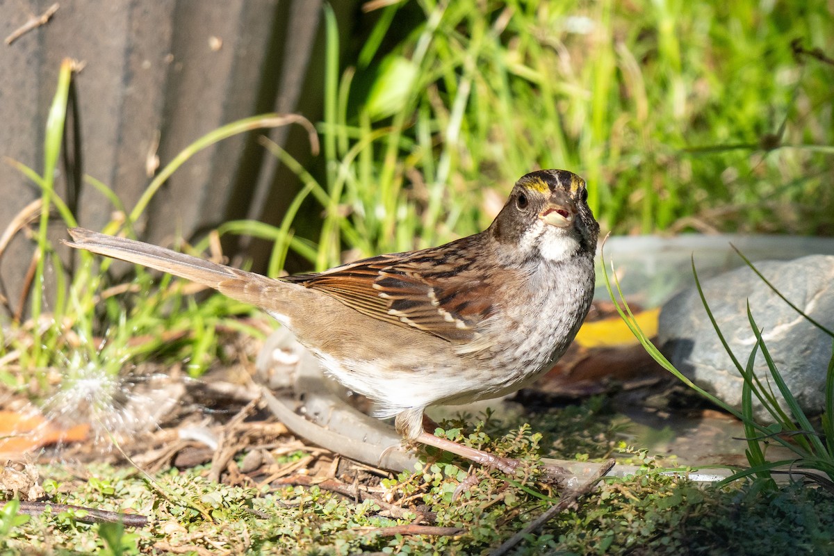 White-throated Sparrow - ML646714228