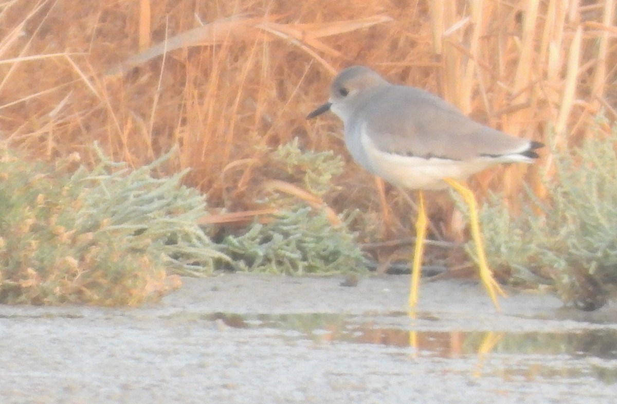 White-tailed Lapwing - ML646714232