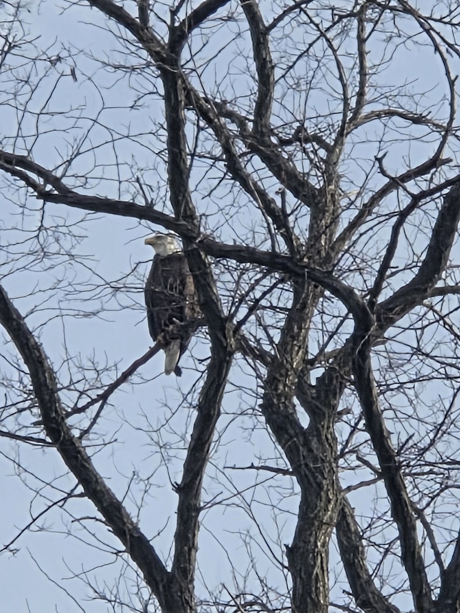 Pygargue à tête blanche - ML646714233