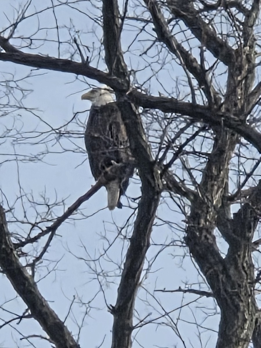 Pygargue à tête blanche - ML646714237