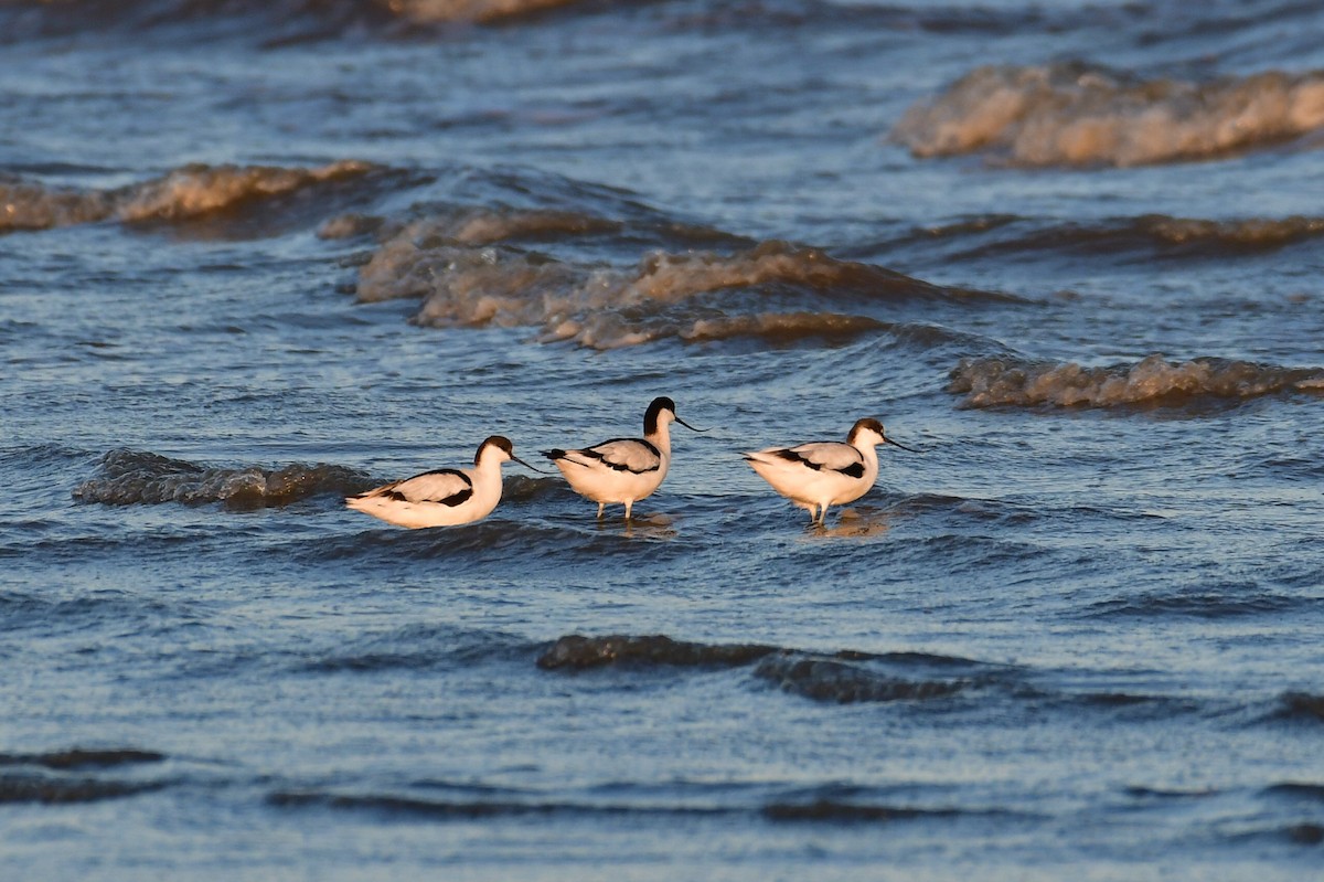 Pied Avocet - ML646714238