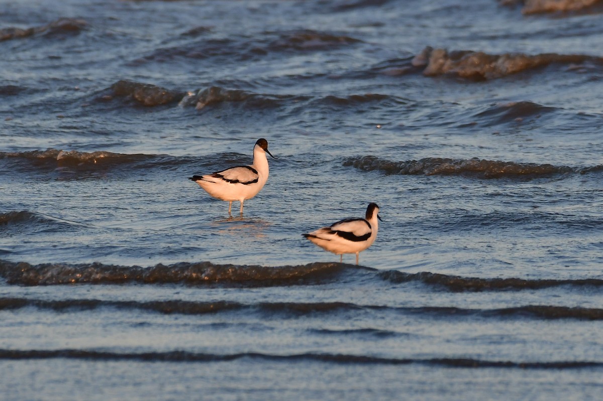 Pied Avocet - ML646714239