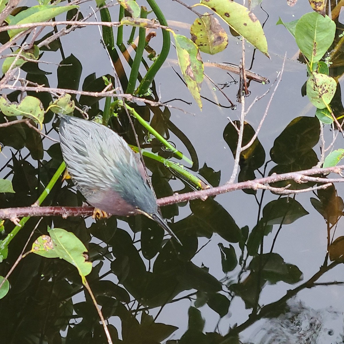 Green Heron - ML646714242