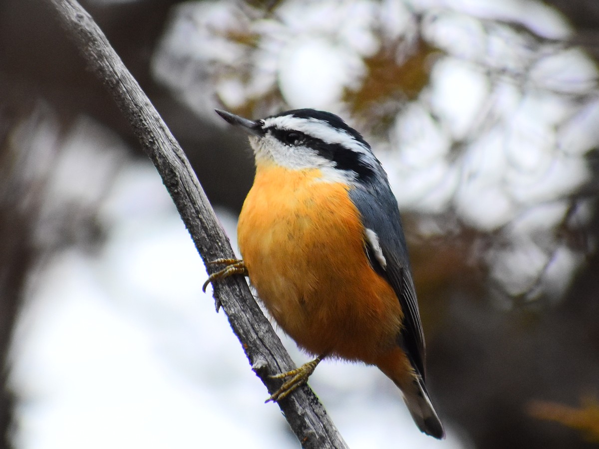 Red-breasted Nuthatch - ML646714246