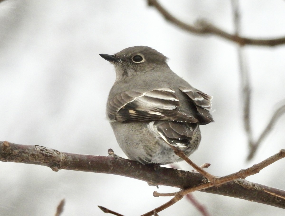 Townsend's Solitaire - ML646714247