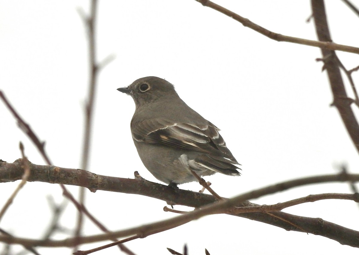 Townsend's Solitaire - ML646714248
