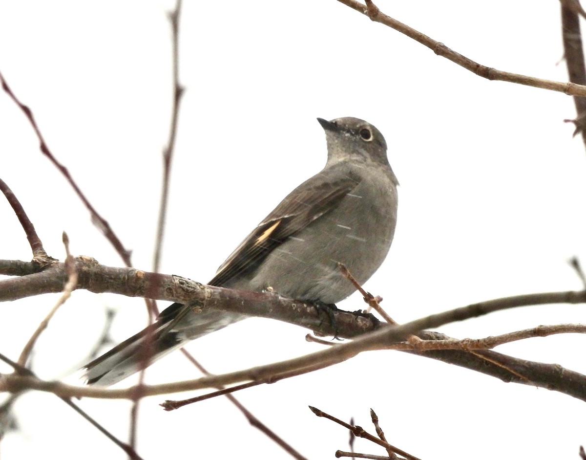 Townsend's Solitaire - ML646714249