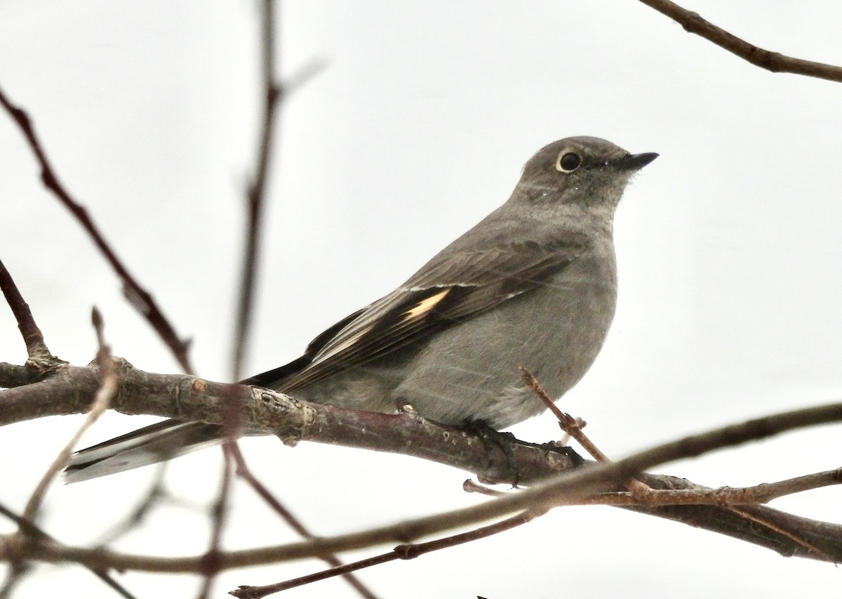 Townsend's Solitaire - ML646714251