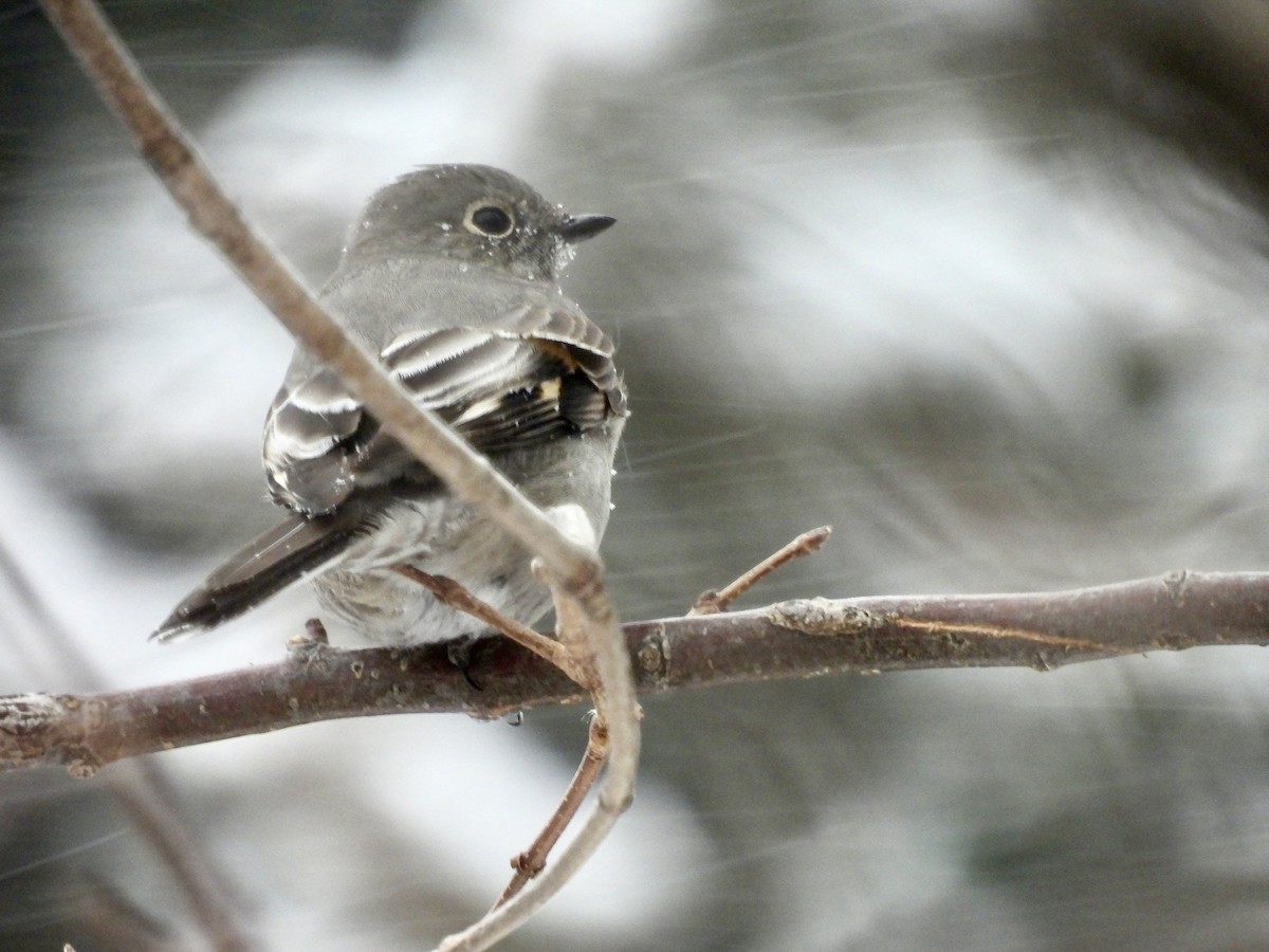 Townsend's Solitaire - ML646714252