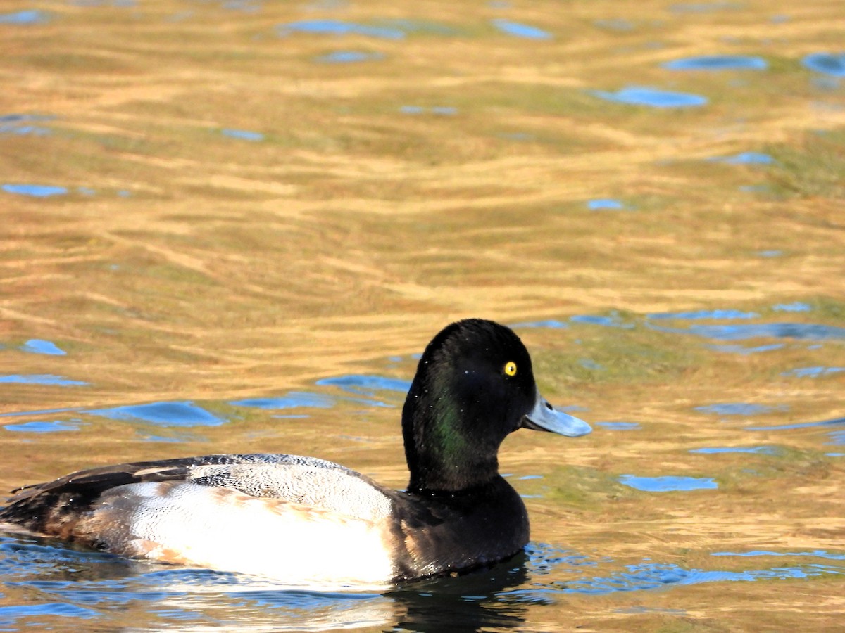 Murgilari handia - ML646714254