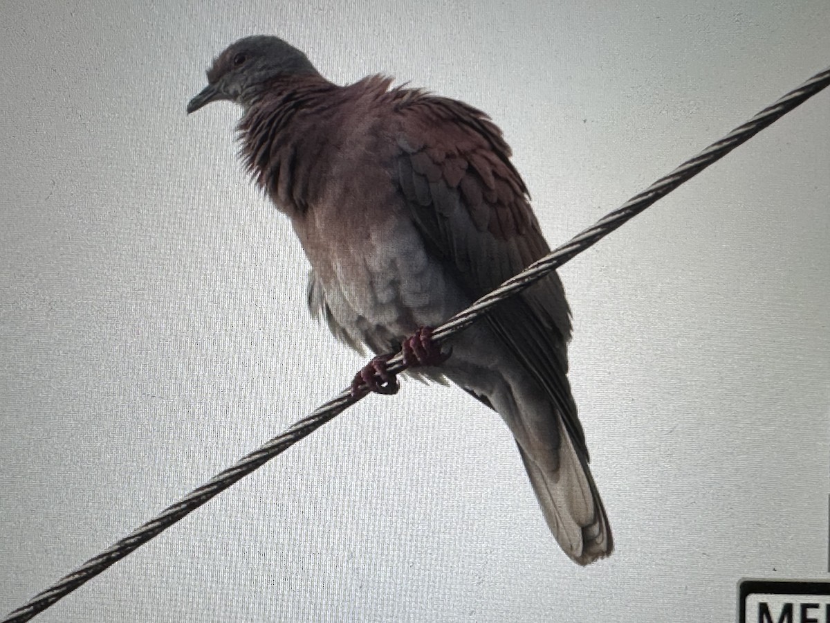 Paloma Colorada - ML646714255