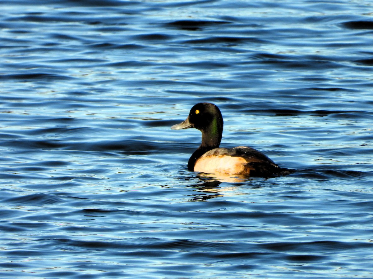 Морская чернеть - ML646714258