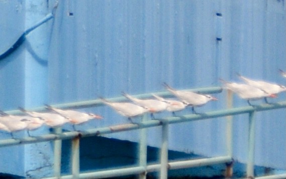 splitterne - ML646714259