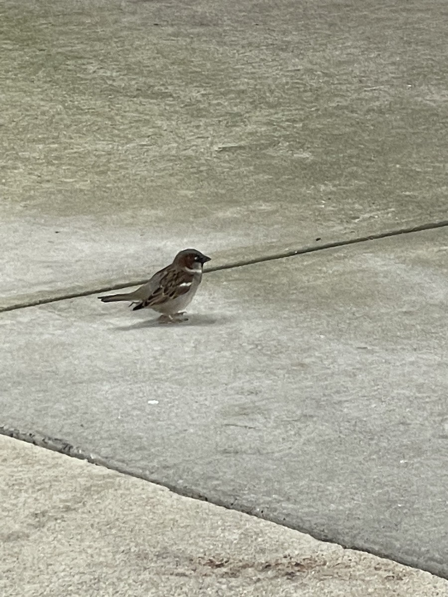 Оронгийн бор шувуу - ML646714260