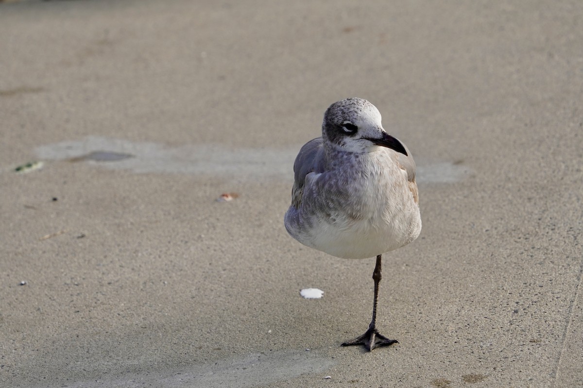 Laughing Gull - ML646714261