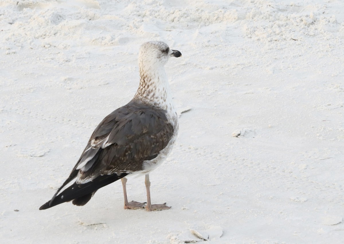 Lesser Black-backed Gull - ML646714262
