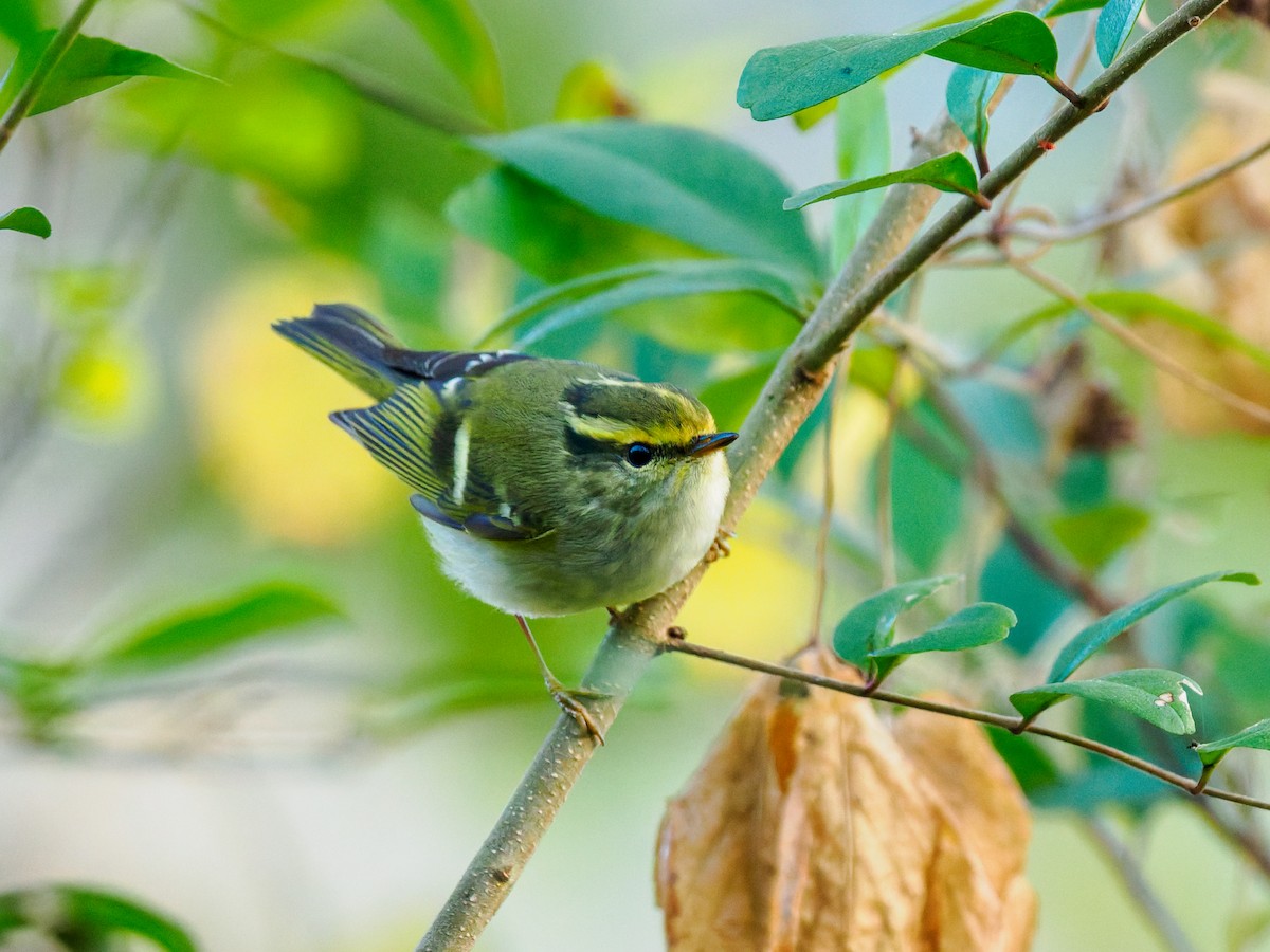 Pallas's Leaf Warbler - ML646714263