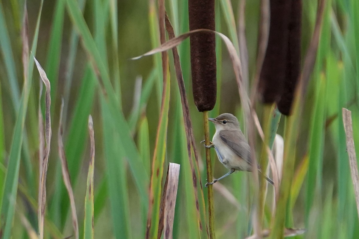 Common Reed Warbler - ML646714264