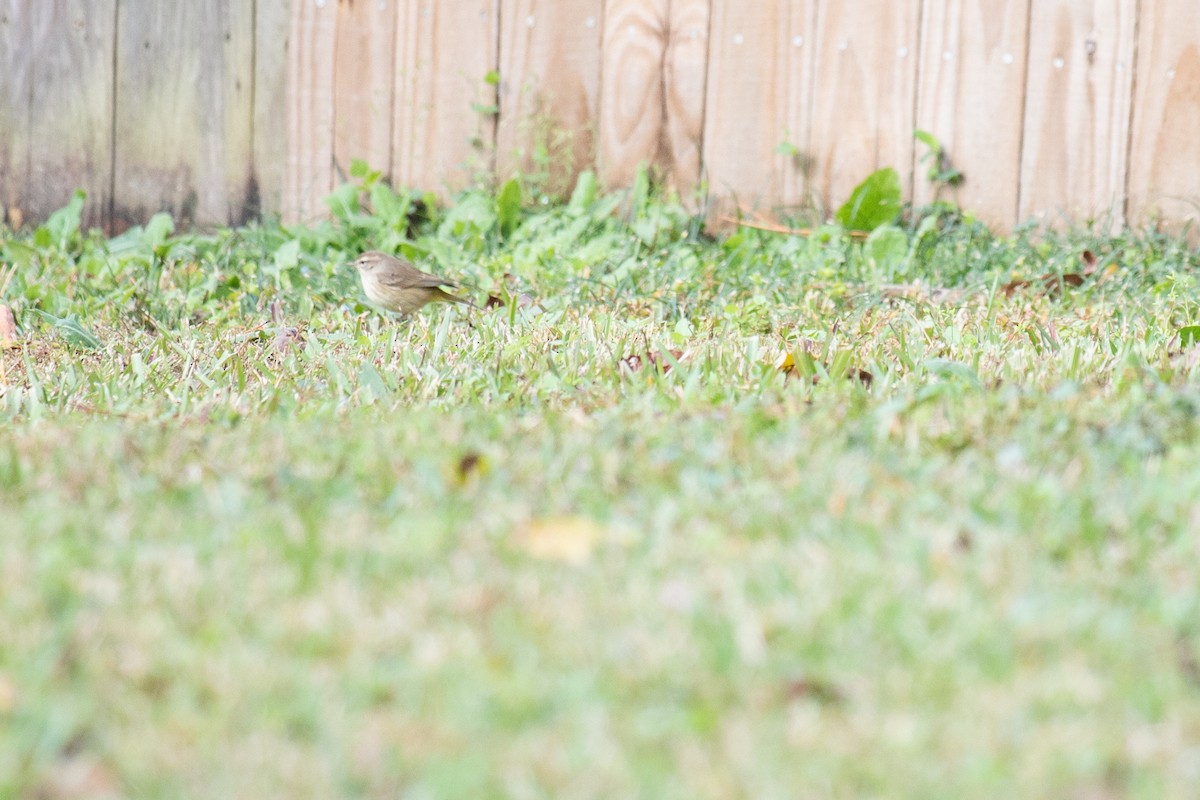 Palm Warbler - ML646714265
