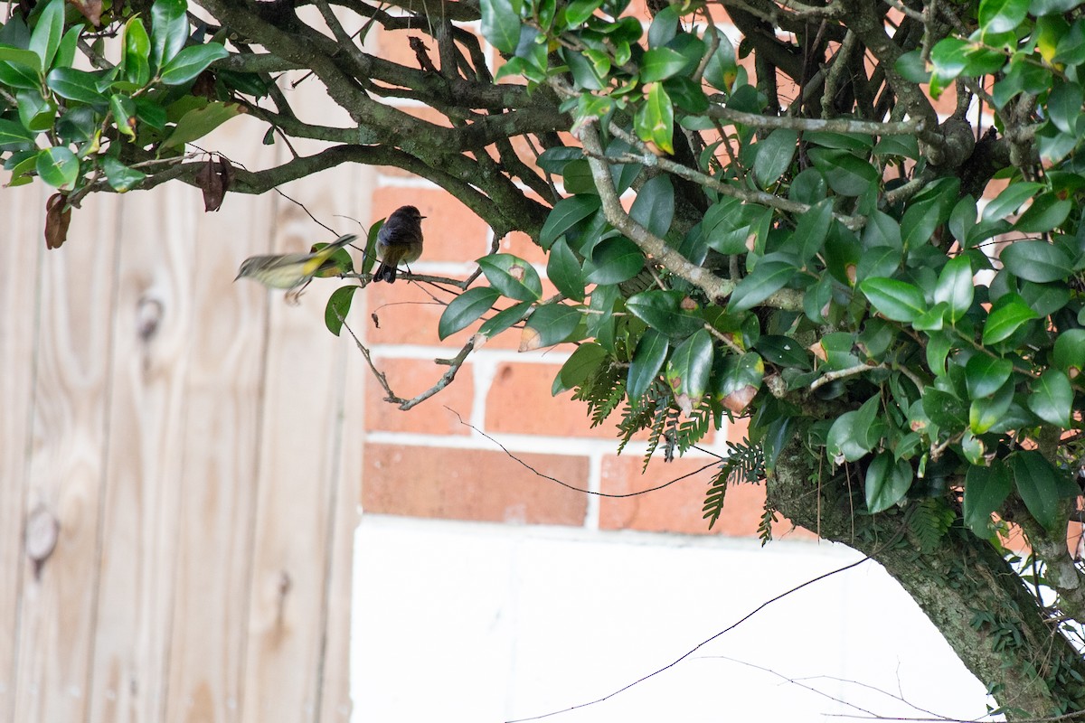 Palm Warbler - ML646714266