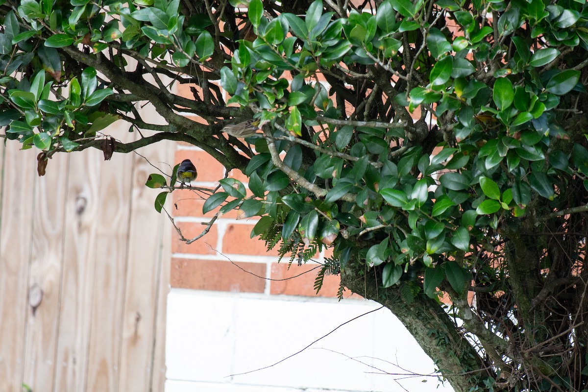 Palm Warbler - ML646714267