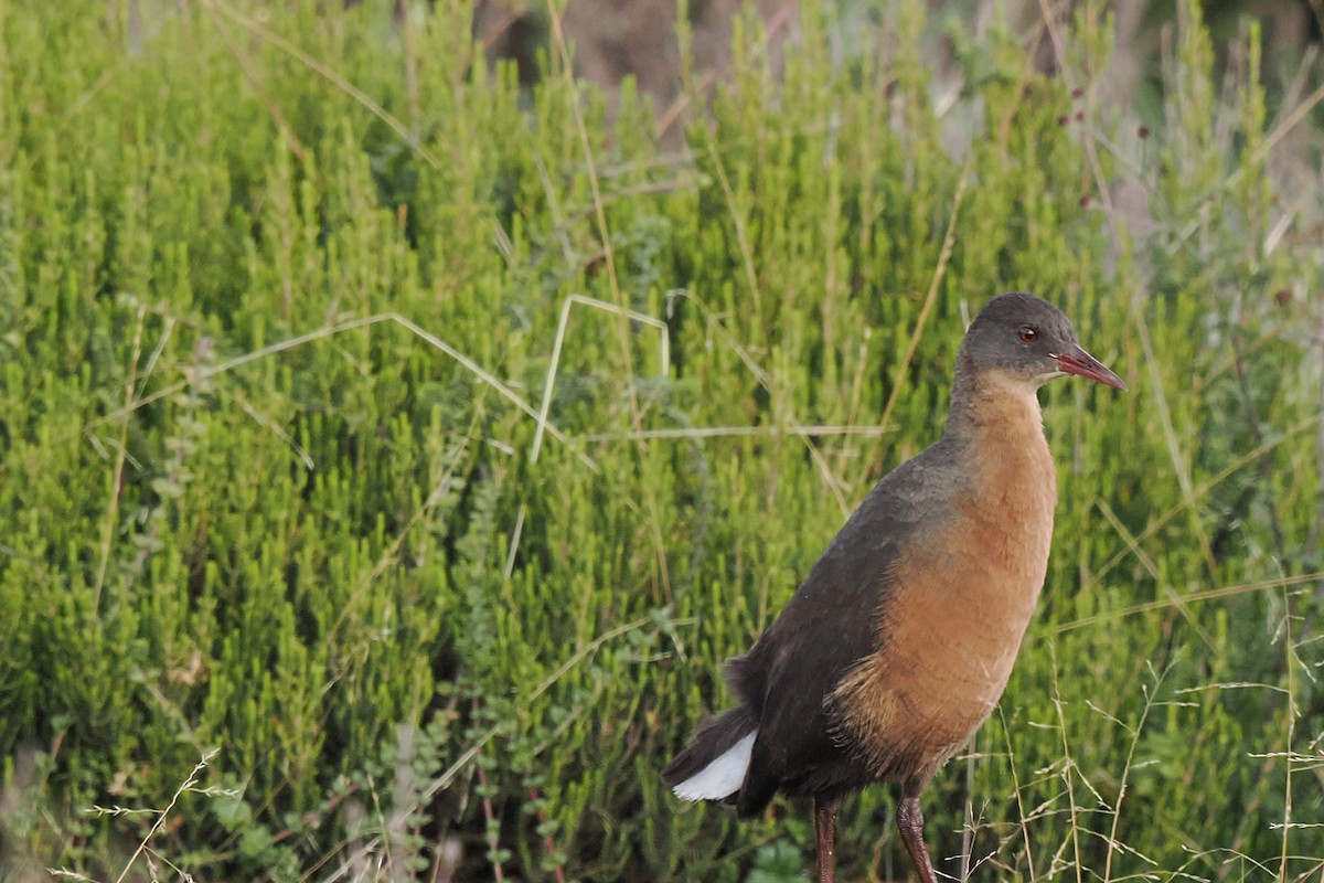 Rouget's Rail - ML646714269