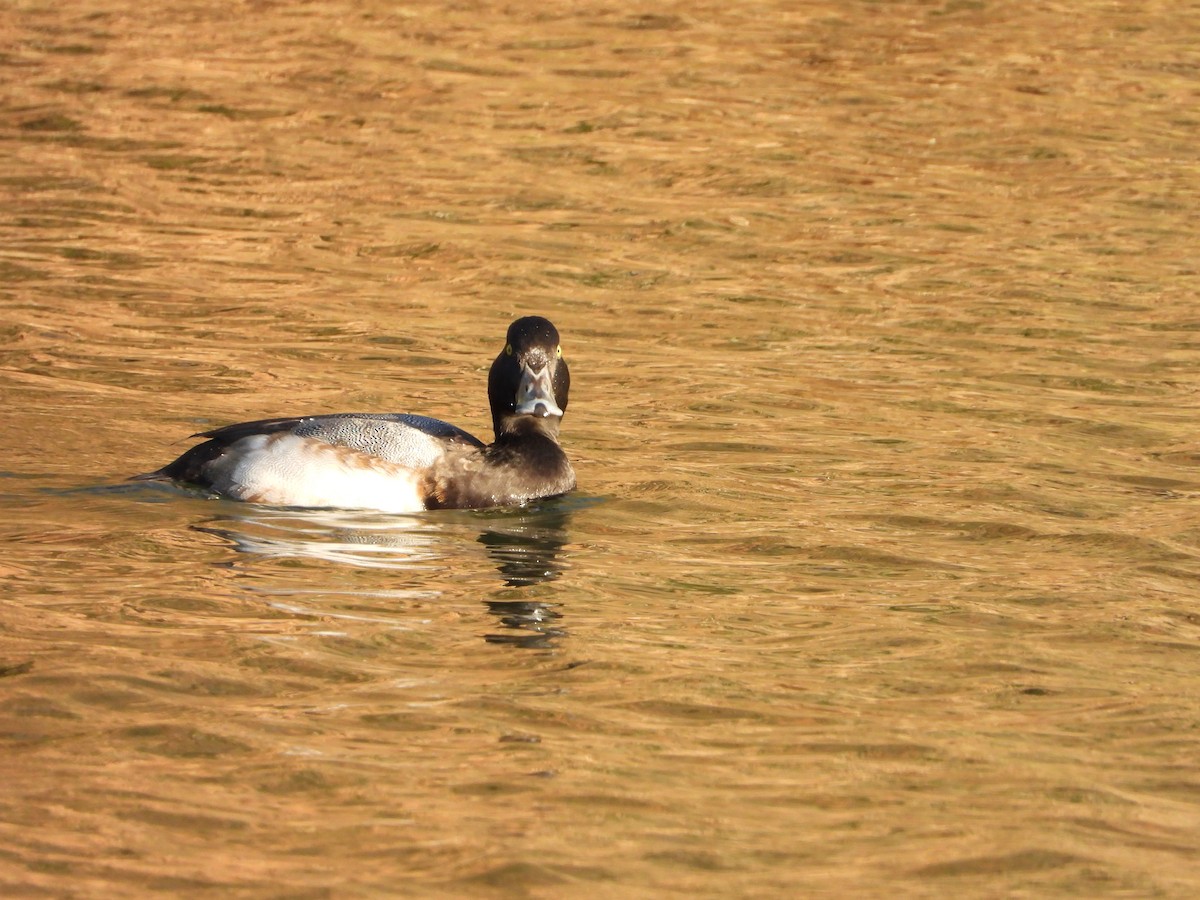 Морская чернеть - ML646714272