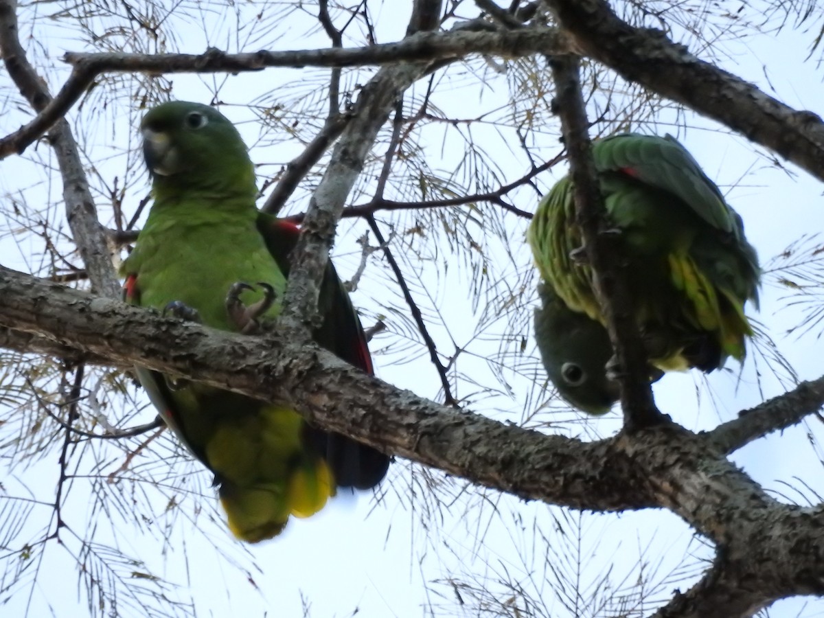 Mealy Amazon - ML646714273