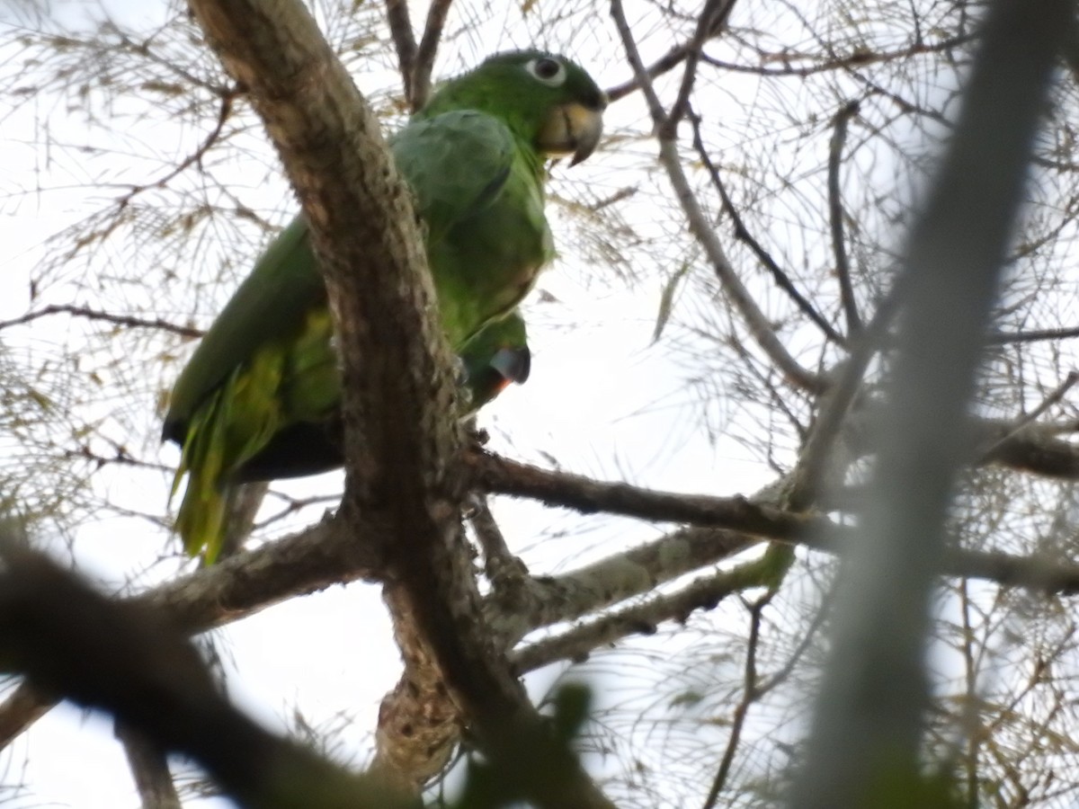 Mealy Amazon - ML646714274