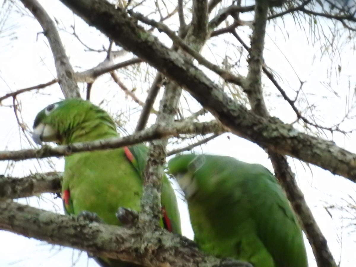 Mealy Amazon - ML646714275