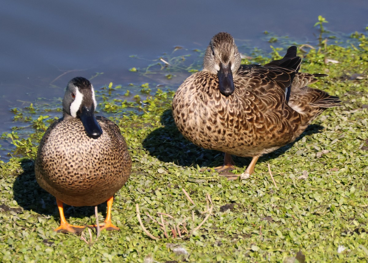 Blue-winged Teal - ML646714277