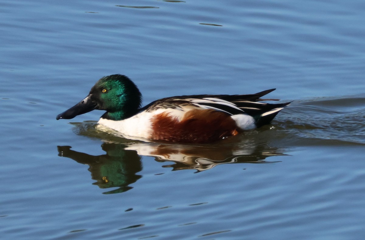Northern Shoveler - ML646714278