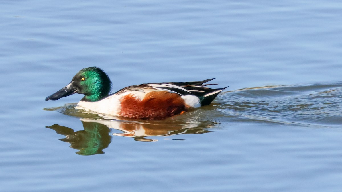 Northern Shoveler - ML646714279