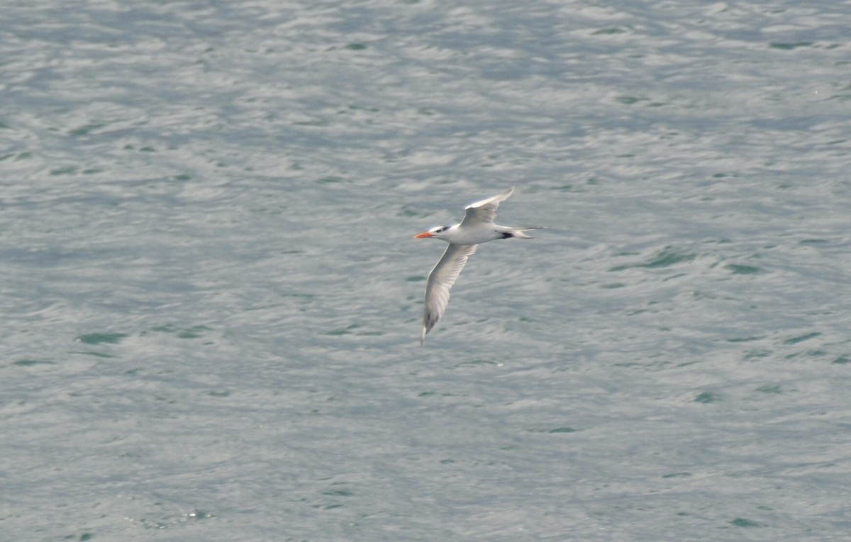 Royal Tern - ML646714280