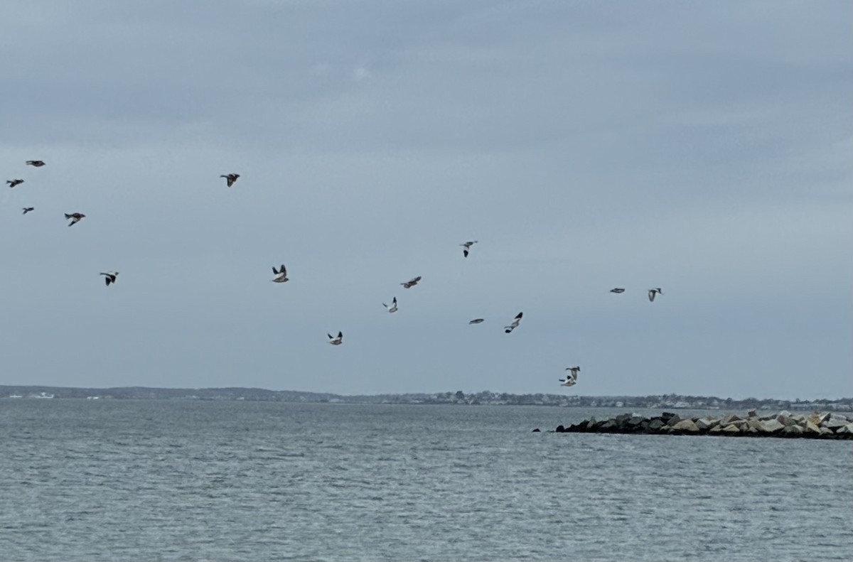 Snow Bunting - ML646714282