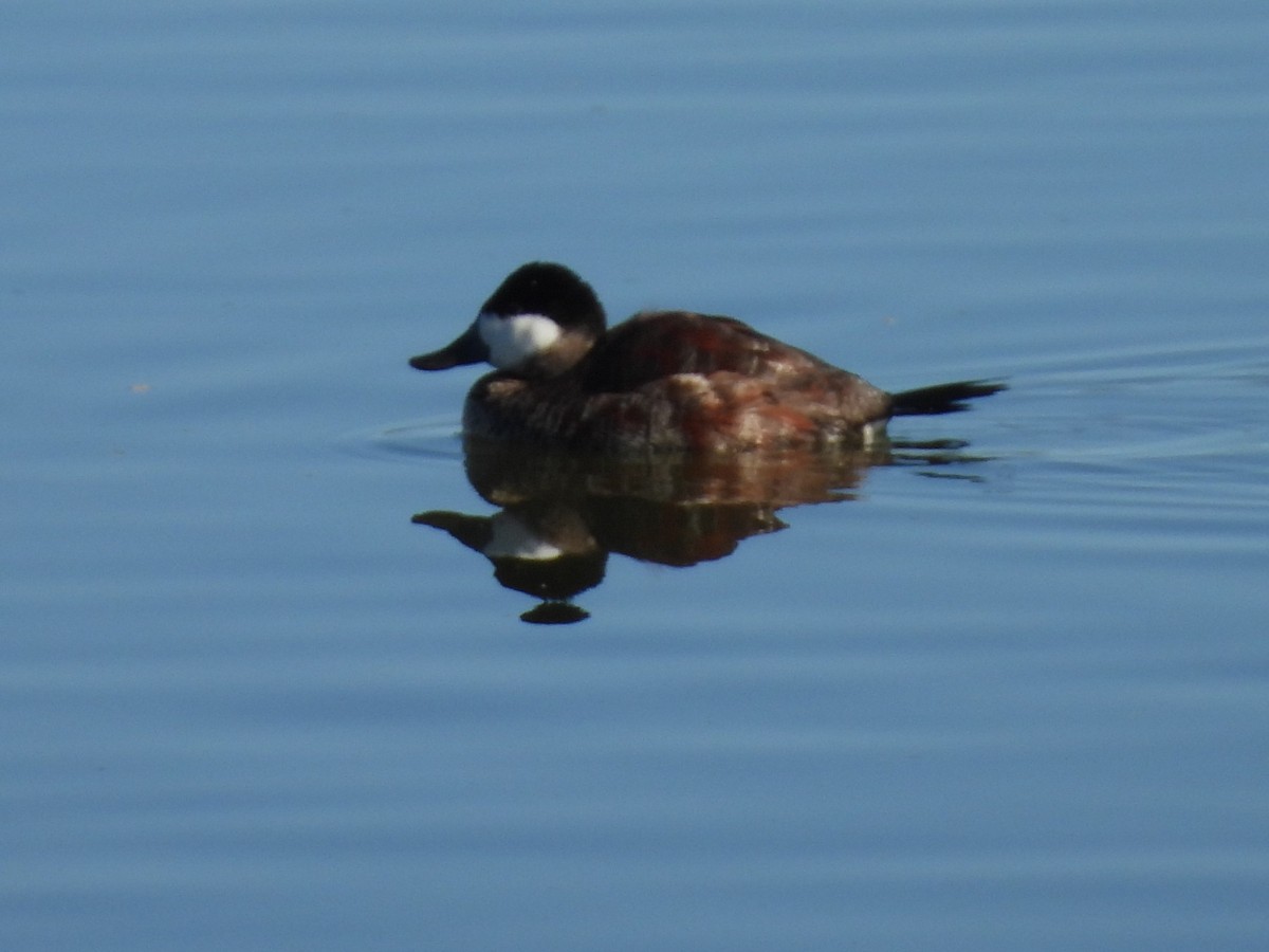 Ruddy Duck - ML646714283