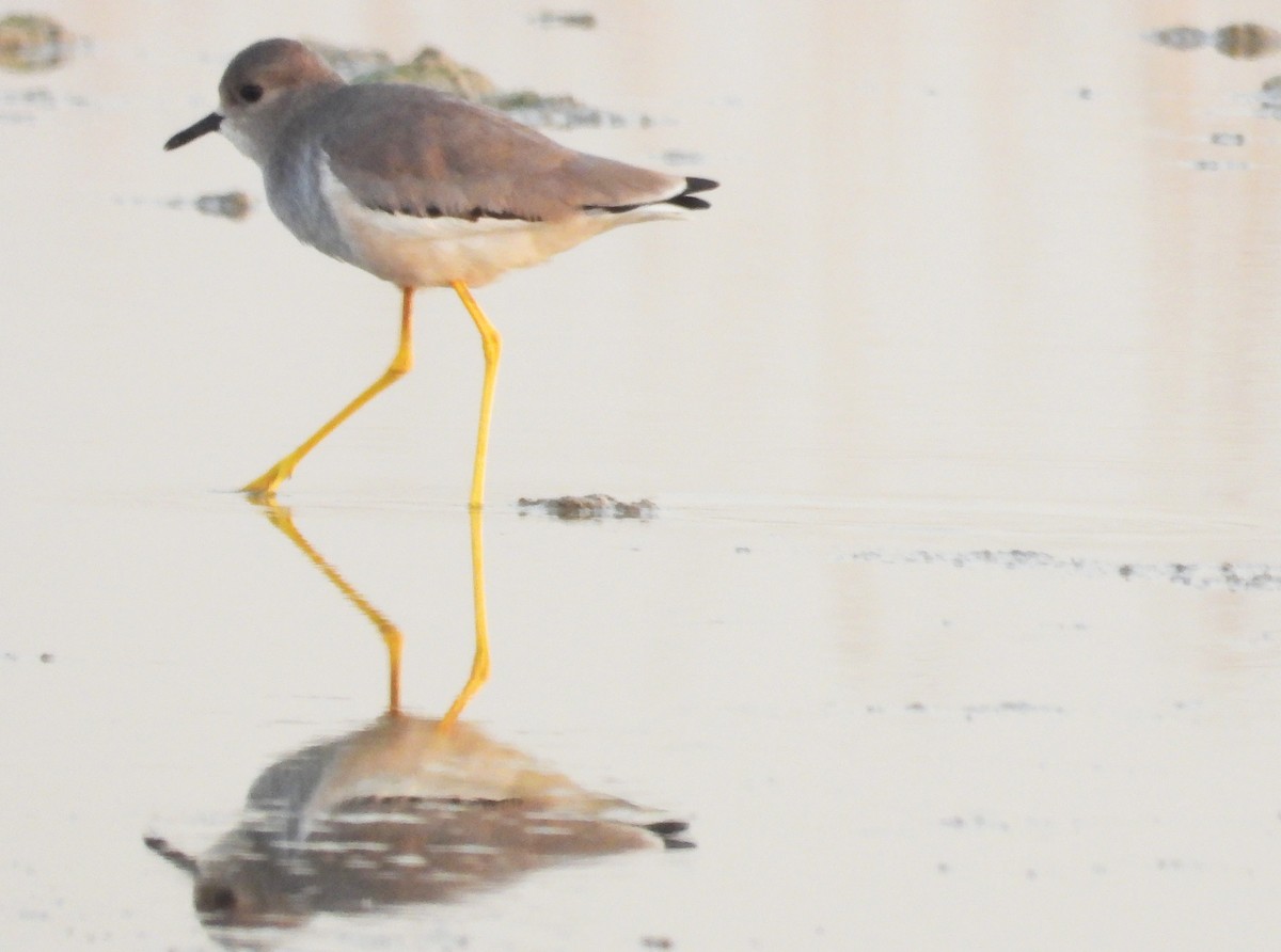 White-tailed Lapwing - ML646714284