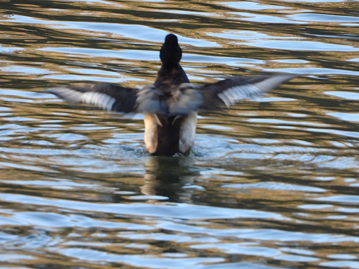 Морская чернеть - ML646714286