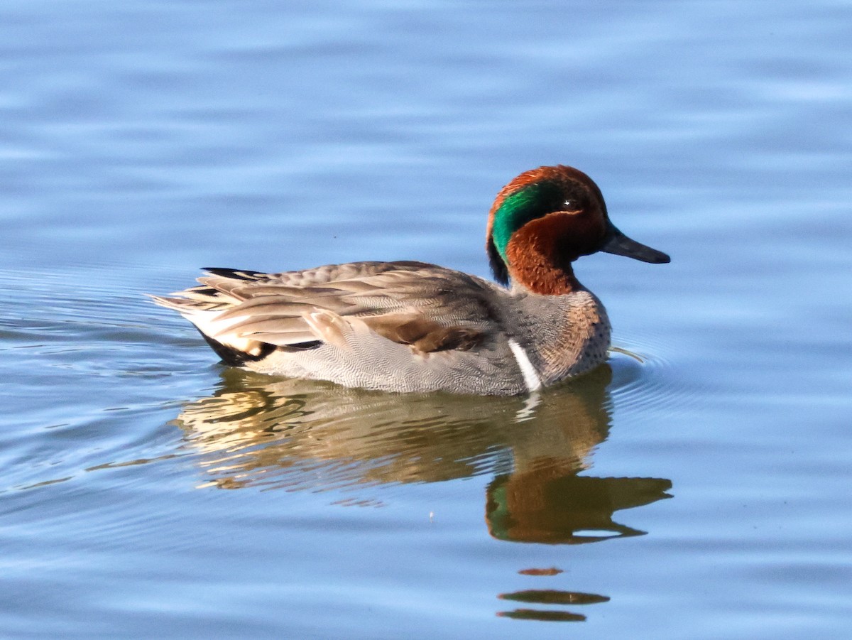Green-winged Teal - ML646714287