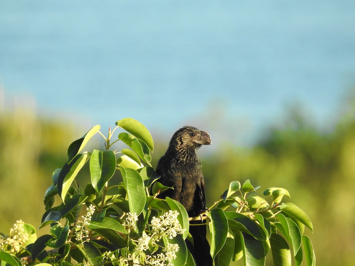 Smooth-billed Ani - ML646714288