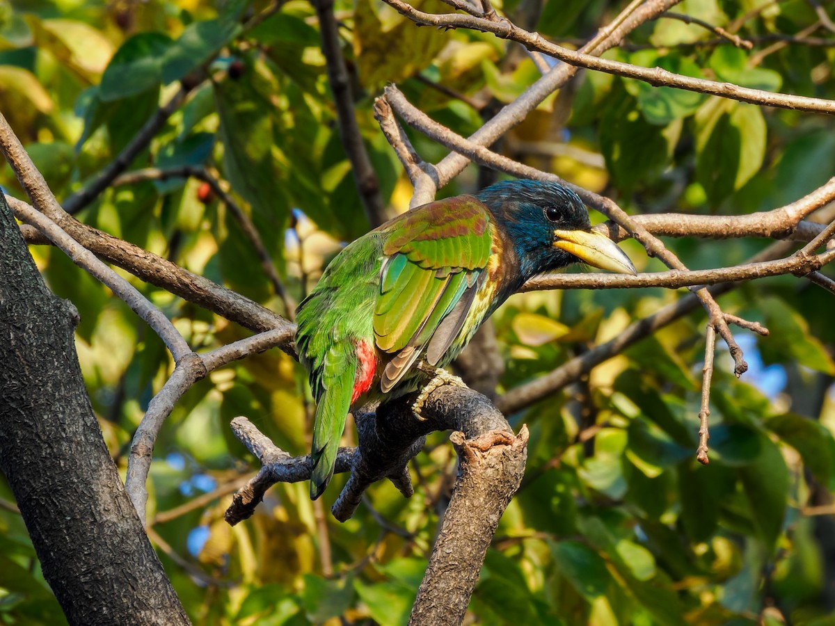 Great Barbet - ML646714292