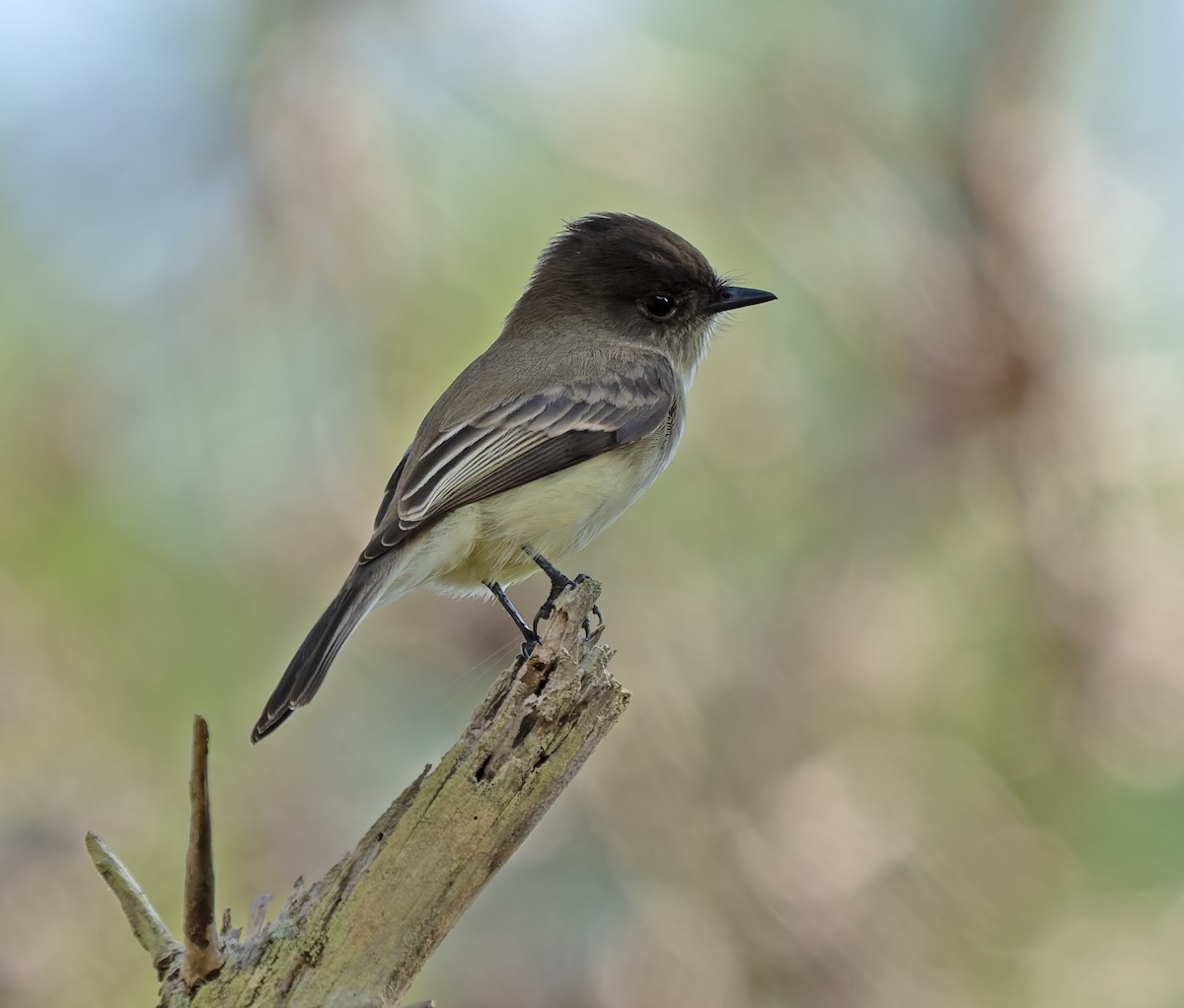 Eastern Phoebe - ML646714293